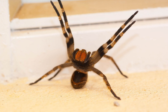 Loài nhện có khả năng khiến nạn nhân “rạo rực” đến chết