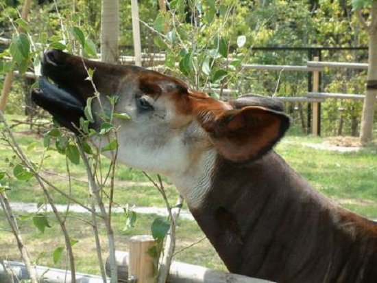 Loài Okapi ẩn hiện