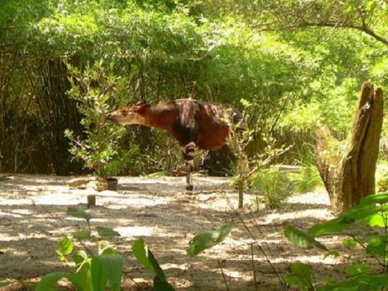 Loài Okapi ẩn hiện