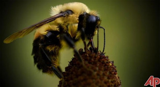 Loài ong thây ma có khả năng công phá kinh hoàng