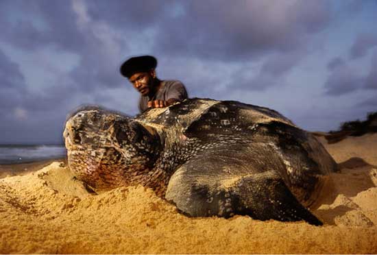 Loài rùa biển luýt khổng lồ