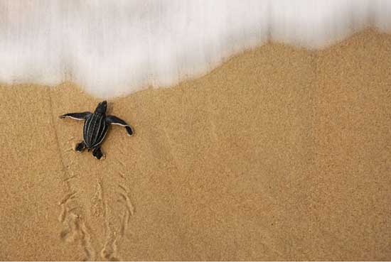 Loài rùa biển luýt khổng lồ