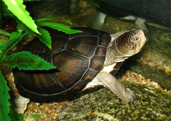 Loài rùa lừa cả làng khoa học