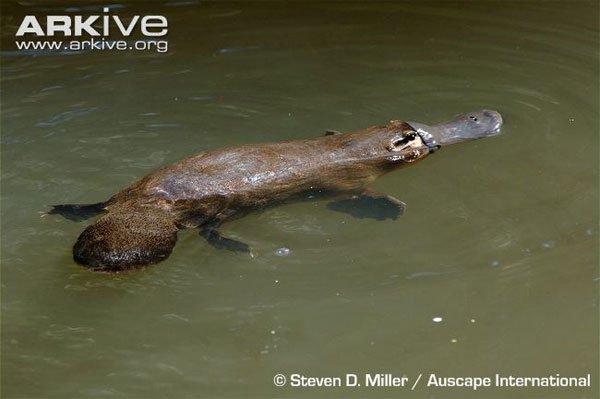 Loài thú có đuôi của hải ly, mỏ vịt ngoại cỡ và chân hải cẩu có độc