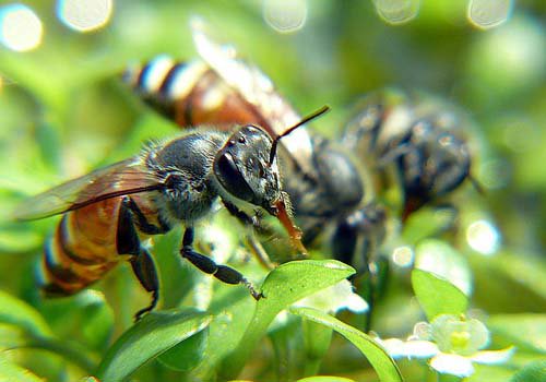 Lời giải nào cho sự suy giảm bí ẩn của loài ong