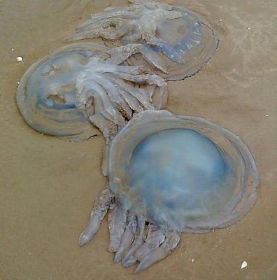 Lượng sứa kỷ lục xâm lấn bờ biển Anh
