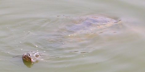 Ly kỳ chuyện rùa khổng lồ tấn công trâu mộng giữa sông Hồng