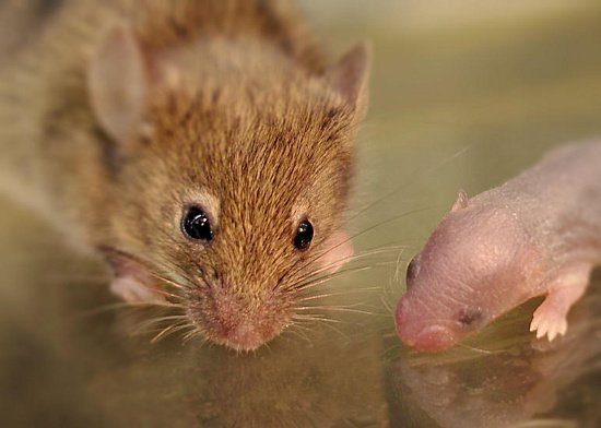 Mạch não mới làm sáng tỏ chuyển động rung râu chủ động ở chuột