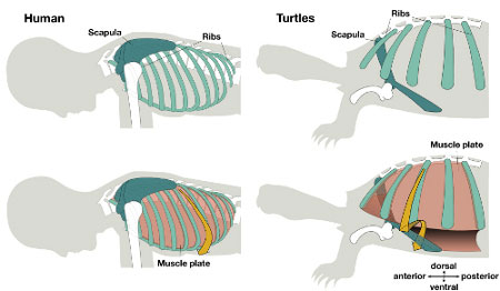 Mai rùa tiến hóa như thế nào?