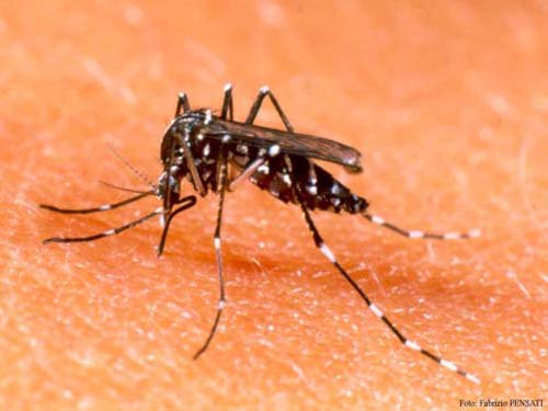 Malaysia đã phát tán 6.000 con muỗi biến đổi gene
