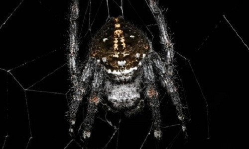 Mạng nhện lớn nhất thế giới có thể bắc qua một con sông