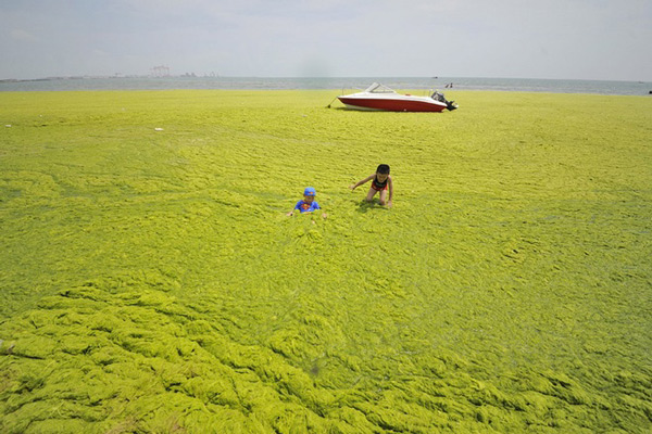 Mặt biển Trung Quốc bị tảo xanh tấn công