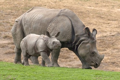 Mẹ con tê giác khổng lồ ra mắt tại Mỹ