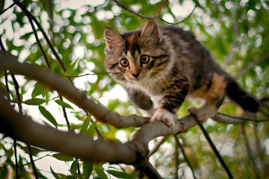 Mèo - sát thủ hàng loạt trong thế giới động vật
