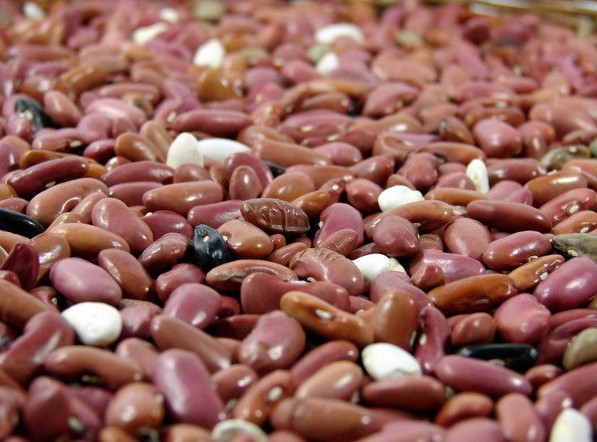 Mexico lai tạo thành công giống đậu mới giàu axít folic