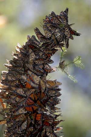 Mexico: số lượng bướm vua tăng gấp đôi