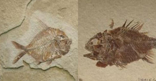 Mexico tìm thấy hóa thạch cá niên đại 110 triệu năm
