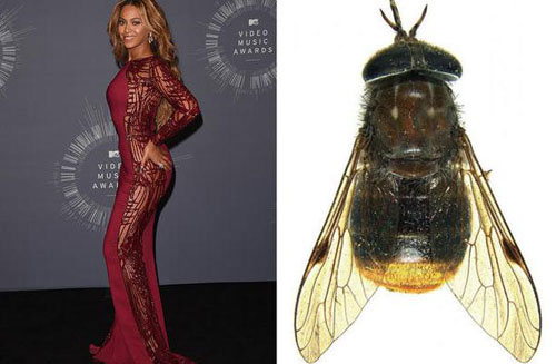 Một số loài côn trùng được đặt tên theo người nổi tiếng