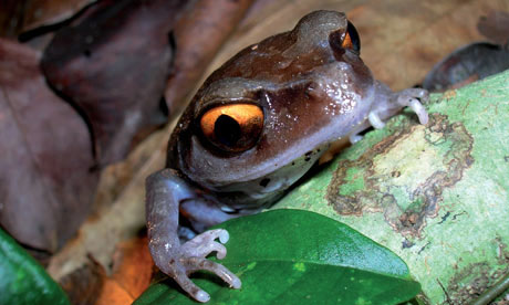 Một số loài ếch của châu Á có thể tuyệt chủng trước khi được phát hiện