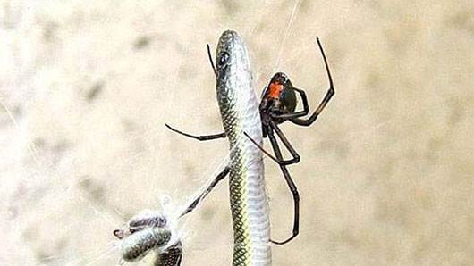 Múa “khêu gợi” giúp nhện đực tránh họa sát thân