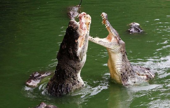 Mưa lớn giúp hàng vạn cá sấu sổng chuồng