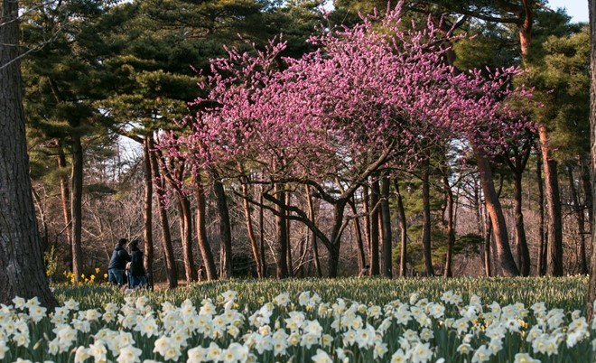Mùa xuân ngập sắc hoa ở xứ Phù Tang
