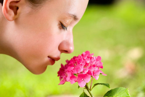 Mũi người ngửi được 1.000 tỷ mùi khác nhau