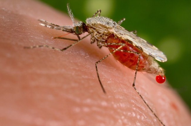 Muỗi biến đổi gene chống bệnh sốt rét