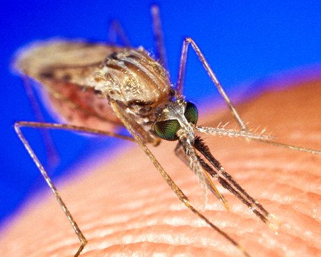 Muỗi biến đổi gien có thể là đồng minh chống sốt rét