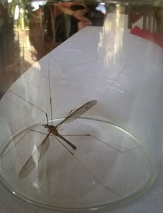 Muỗi khủng ở Quảng Bình thực chất là một loài ruồi?