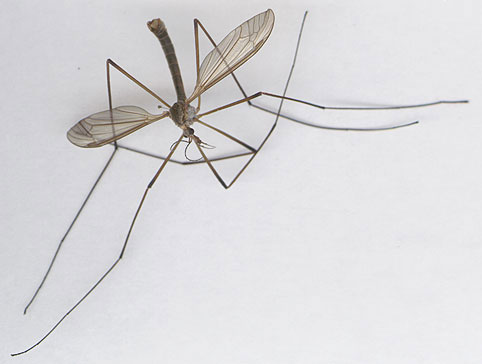Muỗi khủng ở Quảng Bình thực chất là một loài ruồi?
