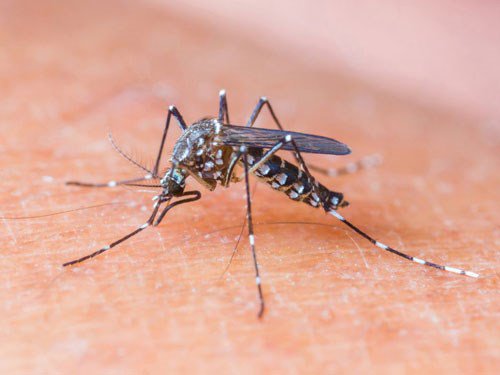 Muỗi lan truyền bệnh đe dọa toàn cầu