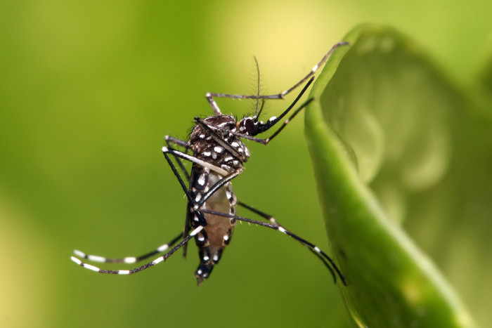 Muỗi Zika đốt ban ngày trong khi người Việt chỉ mắc màn ban đêm