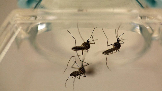 Mỹ phát hiện ca tử vong do virus Zika đầu tiên