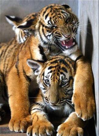 Myanmar thành lập khu bảo tồn hổ lớn nhất thế giới