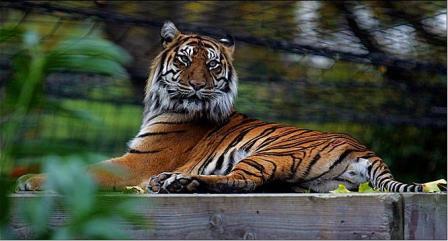Myanmar thành lập khu bảo tồn hổ lớn nhất thế giới