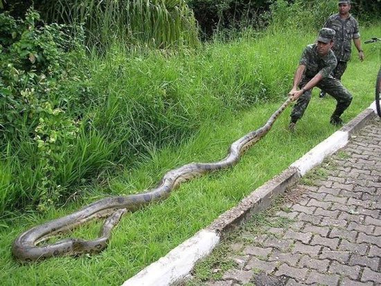 Năm loài bò sát lớn nhất trên trái đất còn sống