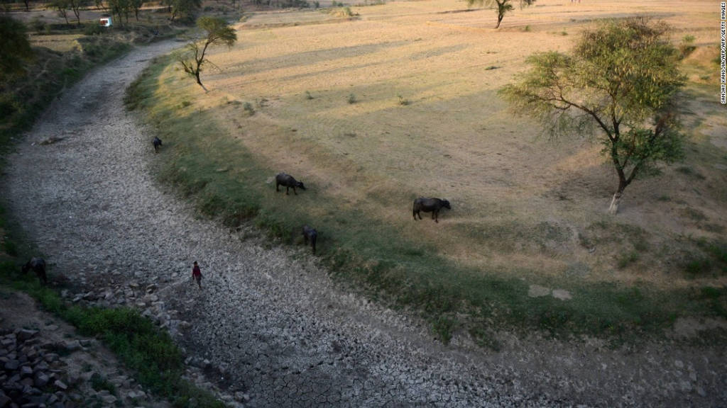 Nắng nóng kỷ lục ở Ấn Độ, bò ngất lịm trên ruộng