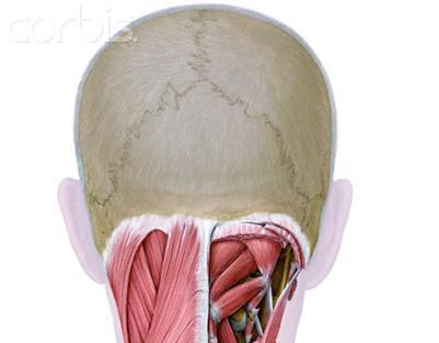 Não lớn không có nghĩa là thông minh hơn