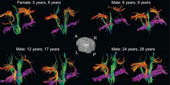 Não người vẫn phát triển khi trưởng thành?
