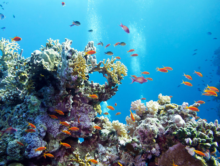NASA triển khai dự án bảo vệ rạn san hô lớn nhất thế giới