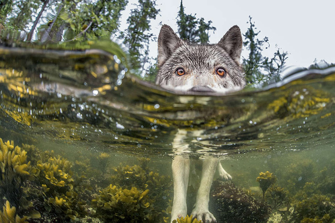 National Geographic top 20 Photo of The Day năm 2015