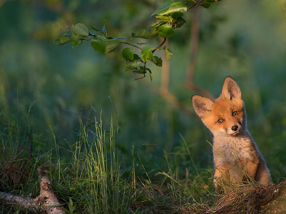 National Geographic top 20 Photo of The Day năm 2015