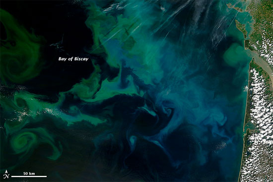 Ngắm đám tảo khổng lồ từ vũ trụ