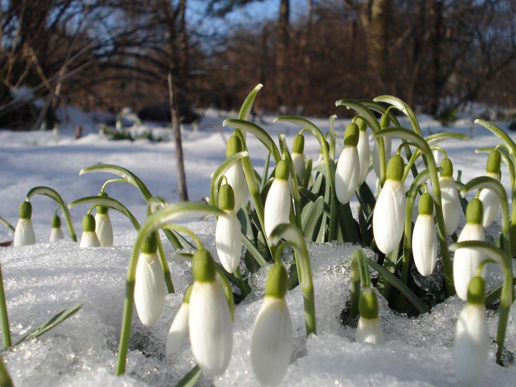 Ngắm vẻ đẹp và sức sống huyền thoại của hoa xuyên tuyết