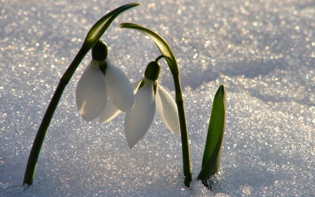Ngắm vẻ đẹp và sức sống huyền thoại của hoa xuyên tuyết