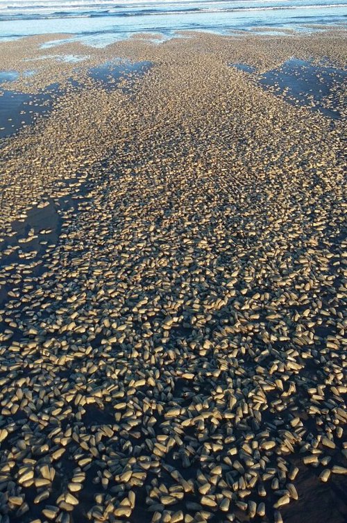 Ngao chết hàng loạt phủ kín bãi biển Chile