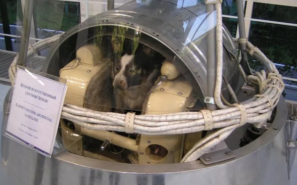Ngày 3/11/1957 - Laika, chú chó đầu tiên bay lên vũ trụ