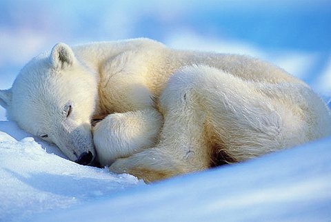 Nghiên cứu gấu ngủ đông để cứu người