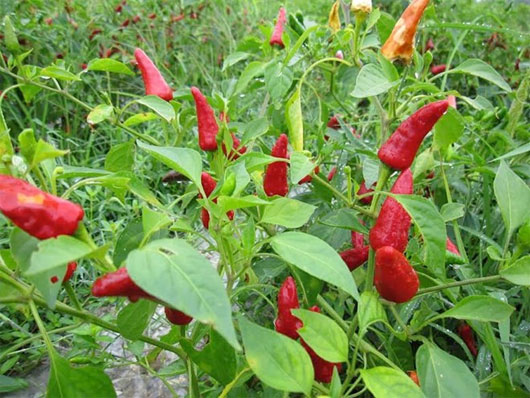 Nghiên cứu gene để lai tạo giống ớt có vị cay hơn